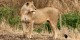 Tanzanie - 2010-09 - 196 - Serengeti - Lionne